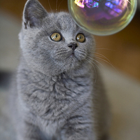 Buy canvas prints of British blue kitten watches bubble by Sheila Smart