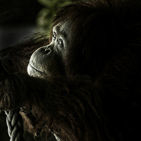 Buy canvas prints of Orang utan deep in thought by Sheila Smart