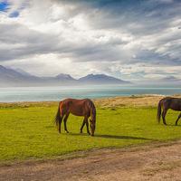 Buy canvas prints of Horses at Kaikoura, New Zealand by Sheila Smart