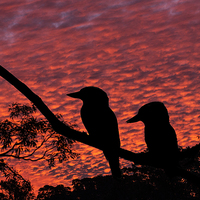 Buy canvas prints of  Kookaburras at sunset by Sheila Smart