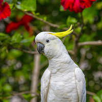 Buy canvas prints of  Sulphur crested cockatoo with hibiscus by Sheila Smart