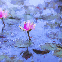 Buy canvas prints of  Pink water lilies by Sheila Smart