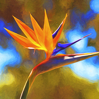 Buy canvas prints of  Strelitzia also known as bird of paradise by Sheila Smart
