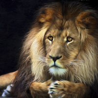 Buy canvas prints of Magnificent lion by Sheila Smart