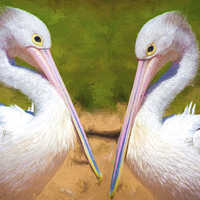 Buy canvas prints of Two Australian white pelicans by Sheila Smart