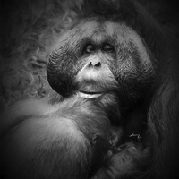 Buy canvas prints of  Male orang utan with young  by Sheila Smart