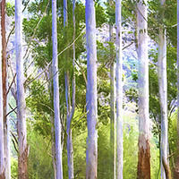 Buy canvas prints of  Gum trees by Sheila Smart