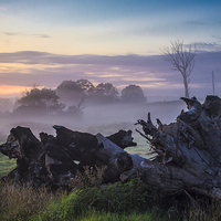 Buy canvas prints of  Mist over paddock by Sheila Smart
