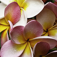 Buy canvas prints of  Pink frangipanis by Sheila Smart