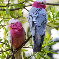 Buy canvas prints of Pair of pink galahs by Sheila Smart