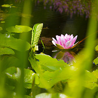 Buy canvas prints of Lone pink water lily by Sheila Smart