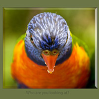 Buy canvas prints of Who are you looking at? by Sheila Smart