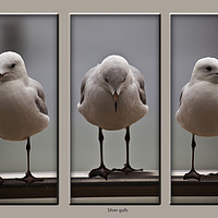 Buy canvas prints of Silver gulls by Sheila Smart