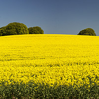 Buy canvas prints of Rapeseed field in Wiltshire by Sheila Smart