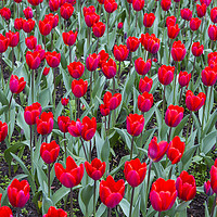 Buy canvas prints of Red tulips by Sheila Smart