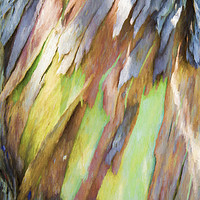 Buy canvas prints of Bark painting by Sheila Smart