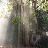 Buy canvas prints of Gum tree through mist by Sheila Smart