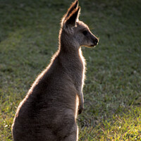 Buy canvas prints of A backlit eastern grey kangaroo in paddock by Sheila Smart
