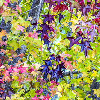 Buy canvas prints of Autumnal leaves  by Sheila Smart