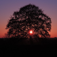 Buy canvas prints of Tree Silhouette At Sunset by Liz Watson