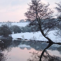 Buy canvas prints of Reflective Wintery Tree by Liz Watson