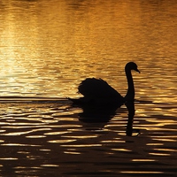 Buy canvas prints of Swan Silhouette at Sunset by Liz Watson