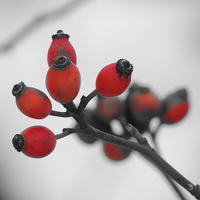 Buy canvas prints of Red Winter Berries by Liz Watson