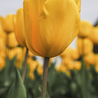 Buy canvas prints of Yellow Tulip by LensLight Traveler