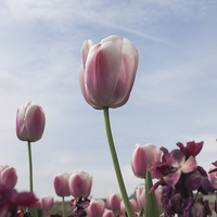 Buy canvas prints of Pink Tulips by LensLight Traveler