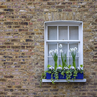 Buy canvas prints of  Flower Box Window 2 by LensLight Traveler