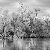 Buy canvas prints of Trees and Water by LensLight Traveler