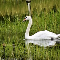 Buy canvas prints of Swan Reflections by Lisa PB