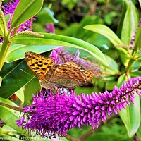 Buy canvas prints of Resting Butterfly by Lisa PB