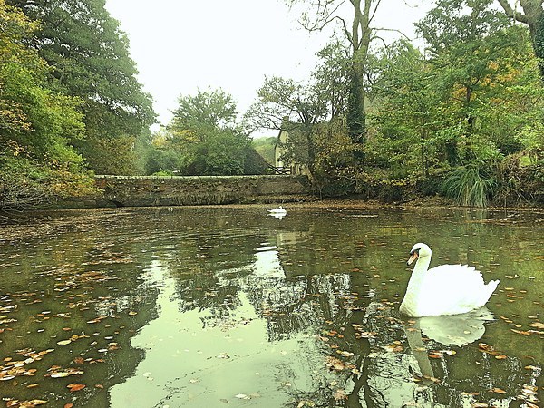 Swans on the River Fal. Picture Board by Lisa PB