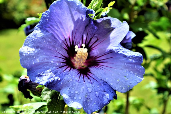 Purple Flower Picture Board by Lisa PB