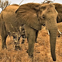 Buy canvas prints of African Elephant by Lisa PB