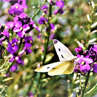 Buy canvas prints of Dinner Time For The Butterfly by Lisa PB