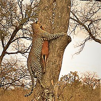 Buy canvas prints of Leopard With Dinner by Lisa PB