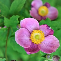 Buy canvas prints of Pink and Yellow Flowers by Lisa PB