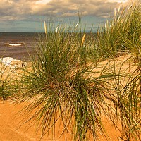 Buy canvas prints of Grassy Sand Dunes by Lisa PB