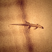 Buy canvas prints of Lizard In The Shadows by Lisa PB