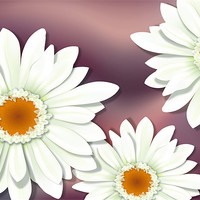 Buy canvas prints of White Gerbera / Herbera Flower Close-up by Lidiya Drabchuk