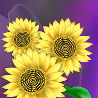 Buy canvas prints of Sunflowers Bright by Lidiya Drabchuk