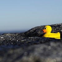 Buy canvas prints of Rubber Duck by the Sea by Tracy Smith