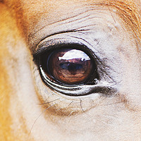 Buy canvas prints of Horses eye by Tracy Smith