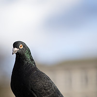 Buy canvas prints of Pidgeon by Tracy Smith