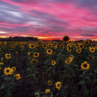 Buy canvas prints of  Sunflowers hiding from a firey sky by Paul Masterton