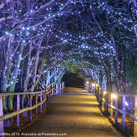 Buy canvas prints of Starry Walkway at night by Diane Griffiths