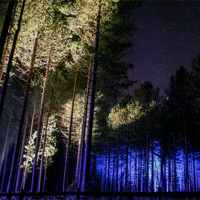 Buy canvas prints of Starry Night Woodland by Diane Griffiths