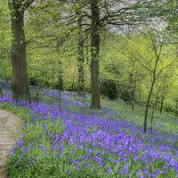 Buy canvas prints of Bluebells at Emmetts Garden by Diane Griffiths